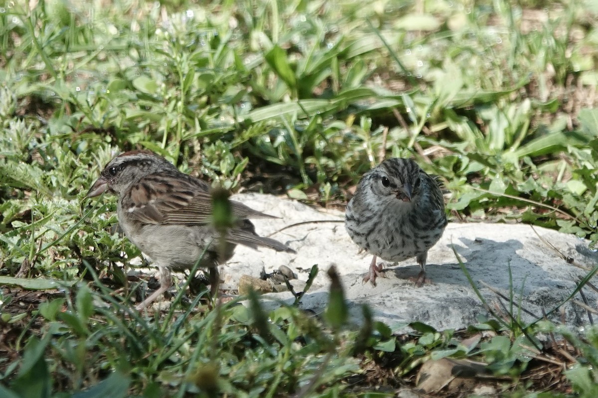 Chipping Sparrow - ML640249382