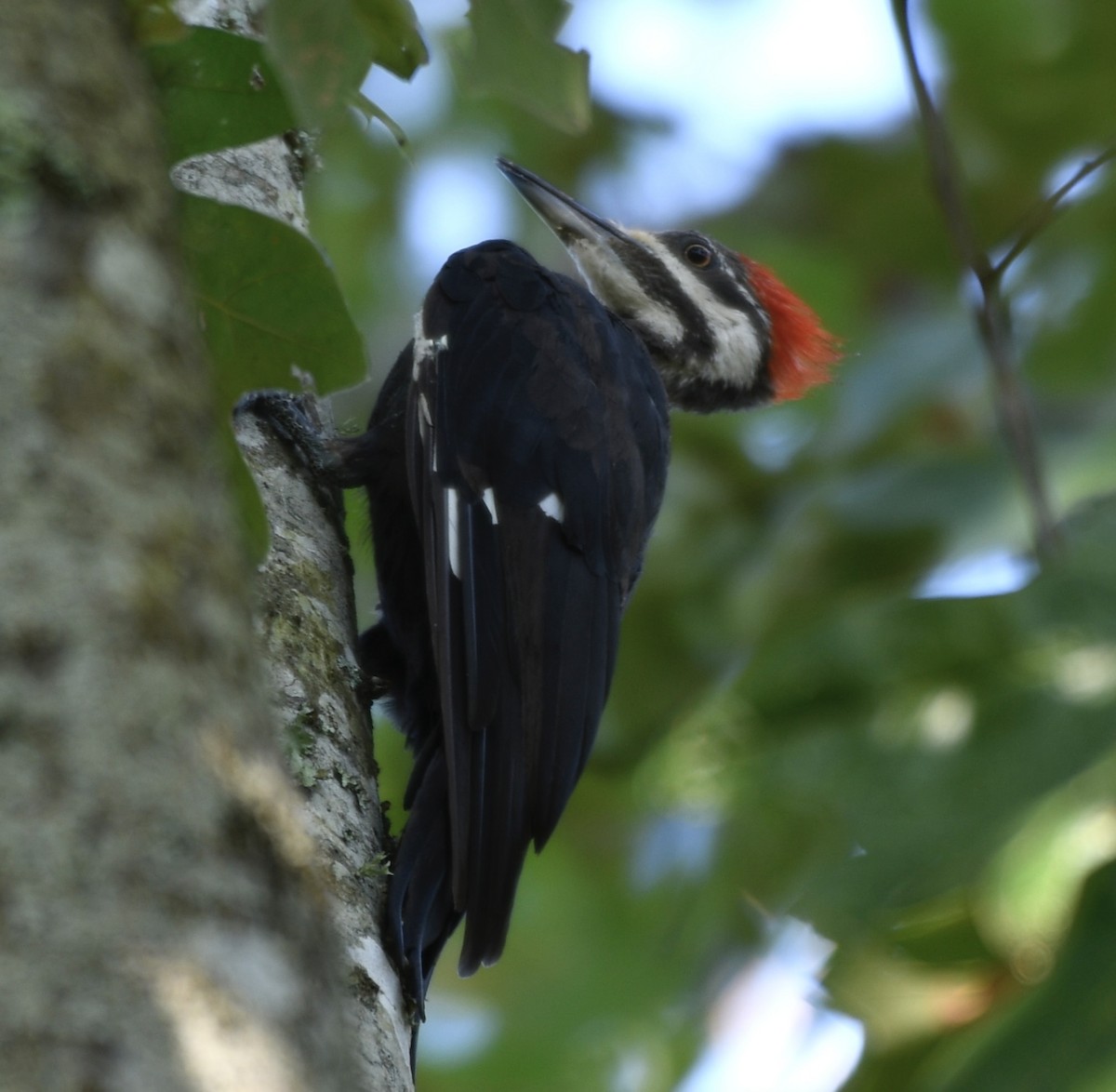 Pileated Woodpecker - ML640249455