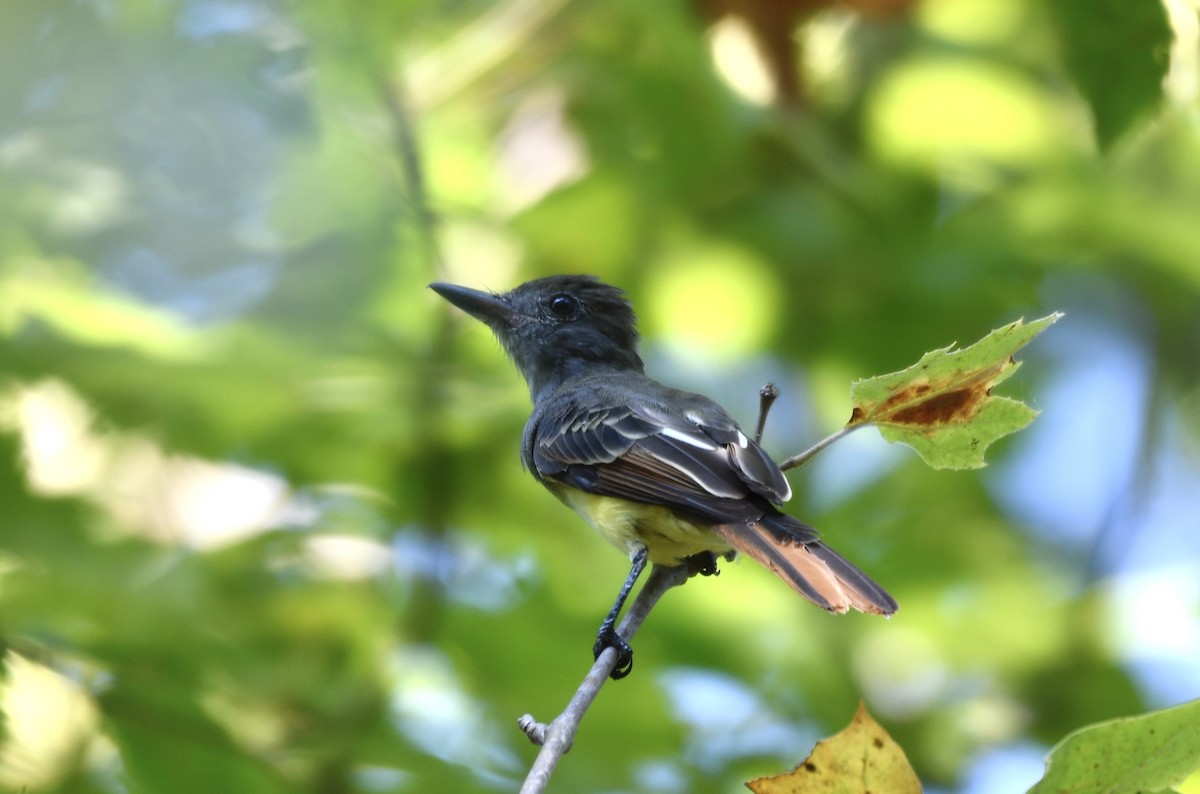 Great Crested Flycatcher - ML640249461