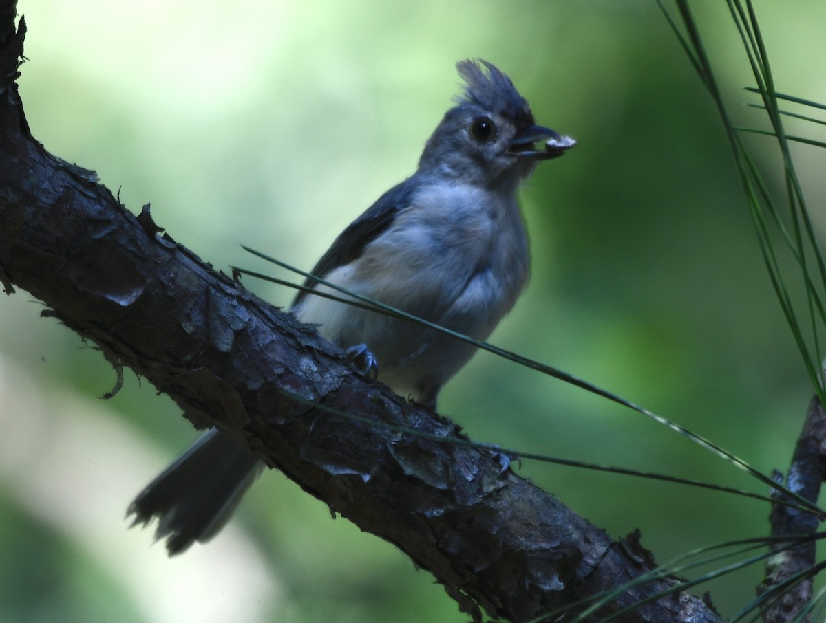 Tufted Titmouse - ML640249474