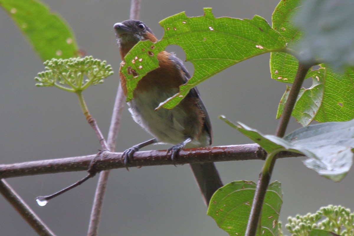 Slaty Tanager - ML640249491