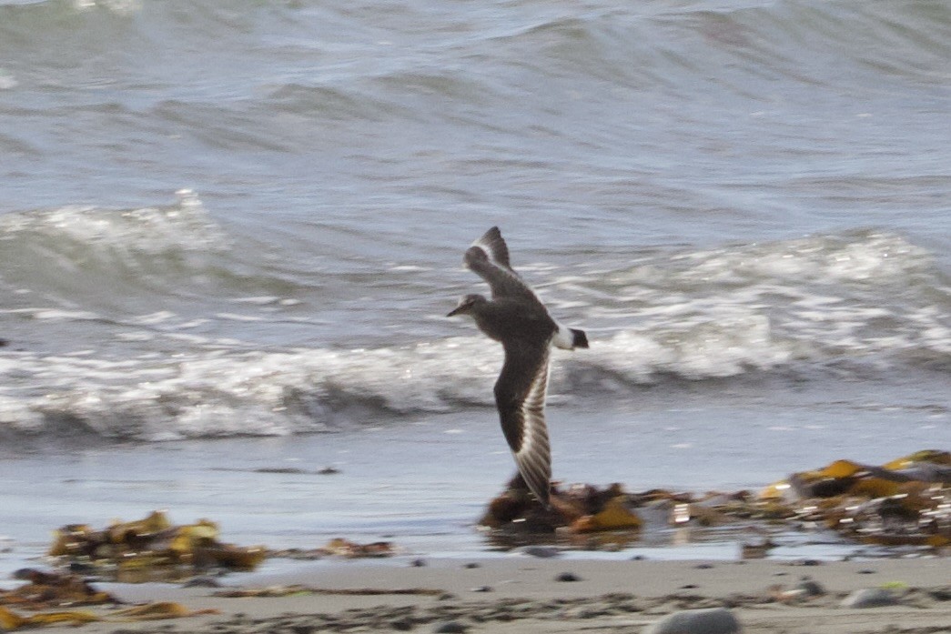 Surfbird - ML640249500
