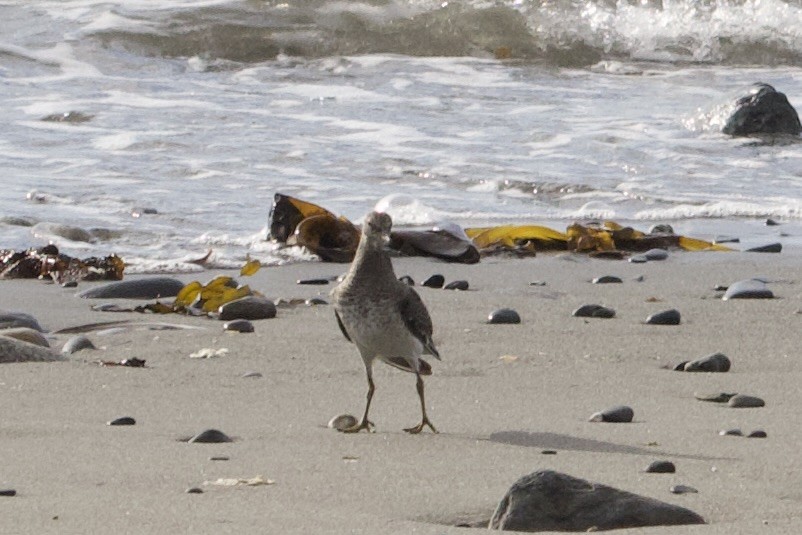 Surfbird - ML640249501