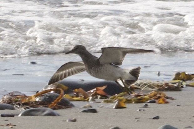Surfbird - ML640249502
