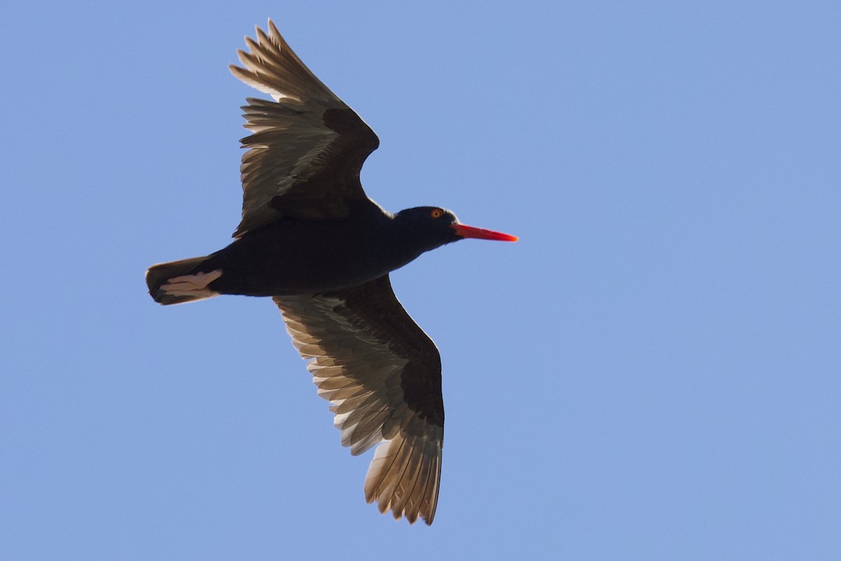 Black Oystercatcher - ML640249527