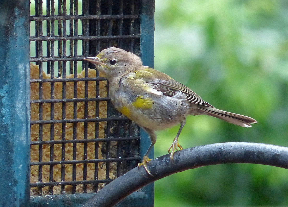 Pine Warbler - ML640249535