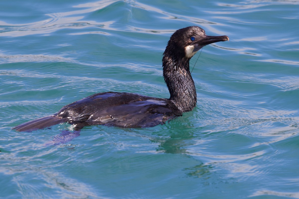 Brandt's Cormorant - ML640249559