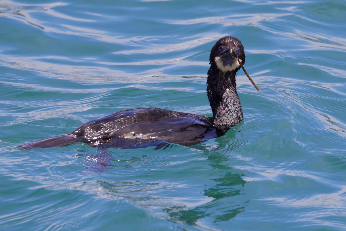 Brandt's Cormorant - ML640249593