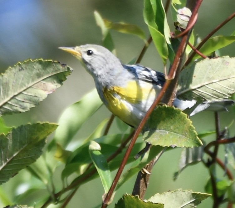 Northern Parula - ML640249641