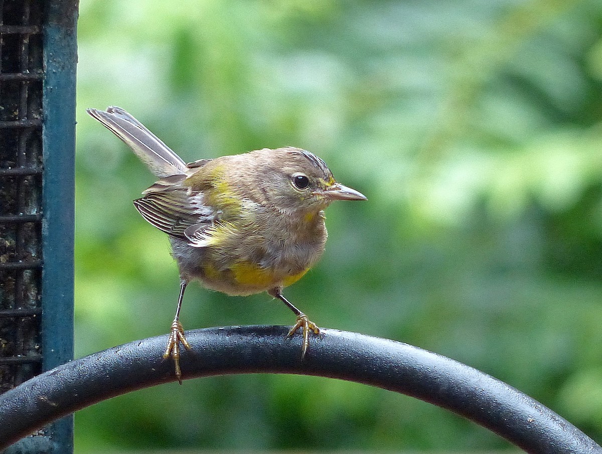 Pine Warbler - ML640249650