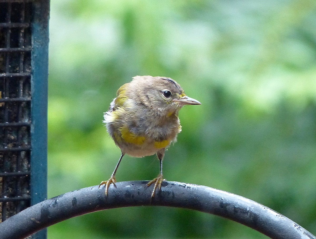 Pine Warbler - ML640249654
