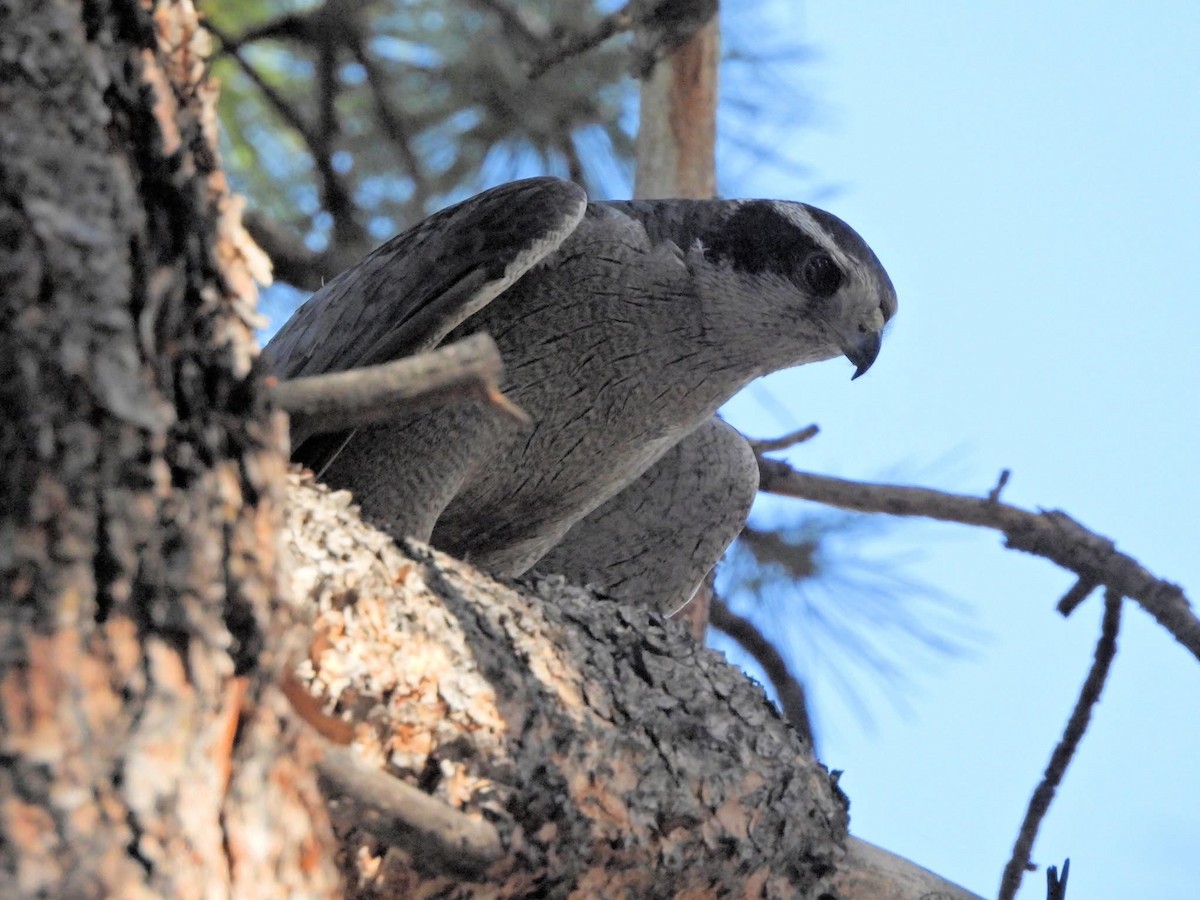 American Goshawk - ML640249688