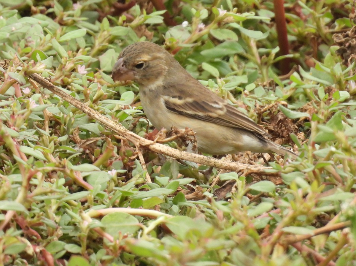 Parrot-billed Seedeater - ML640249749