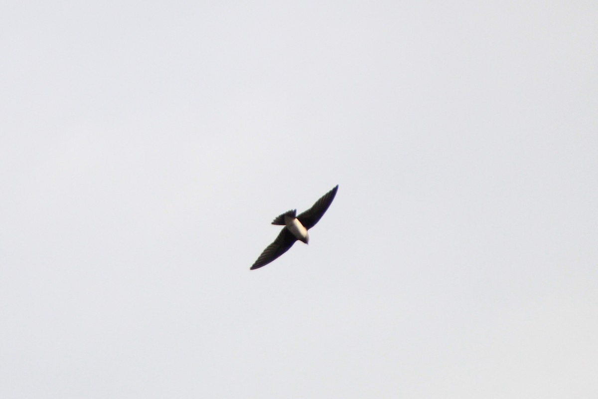 Progne sp. - ML640249754