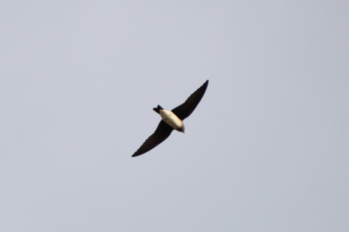 Progne sp. - ML640249756