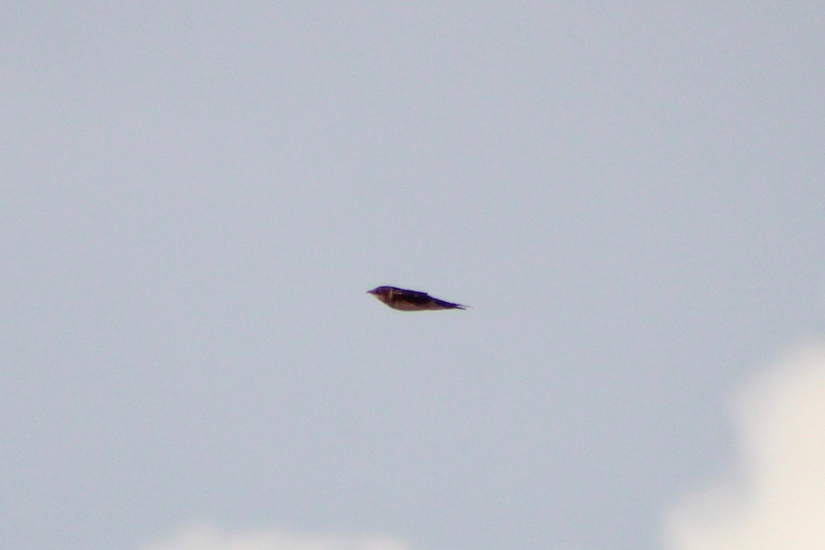 Progne sp. - ML640249760