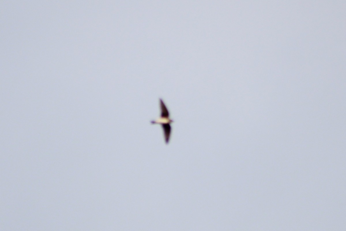 Progne sp. - ML640249763