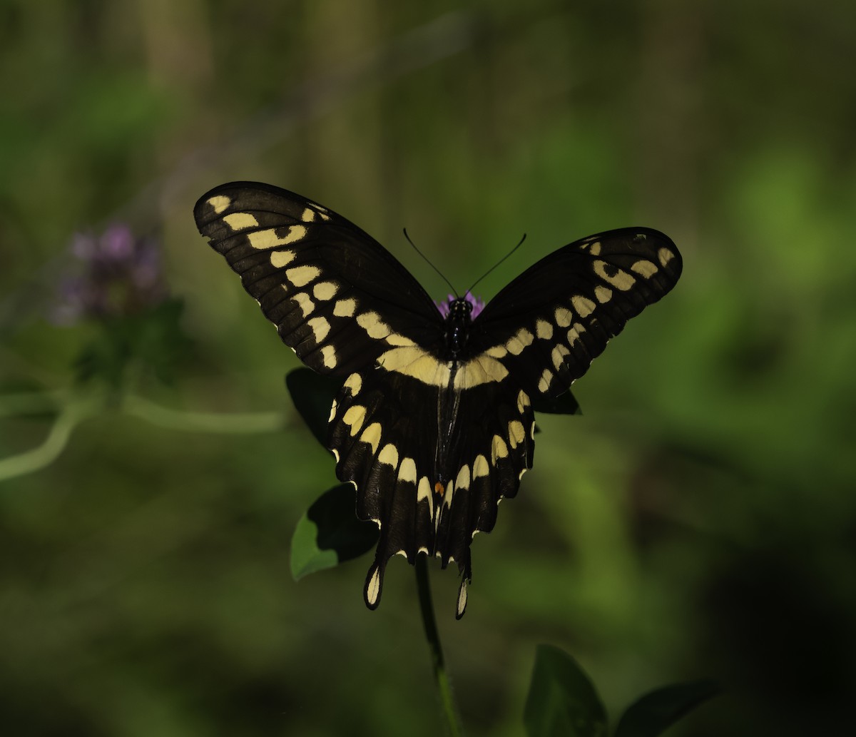 Eastern Giant Swallowtail - ML640249786