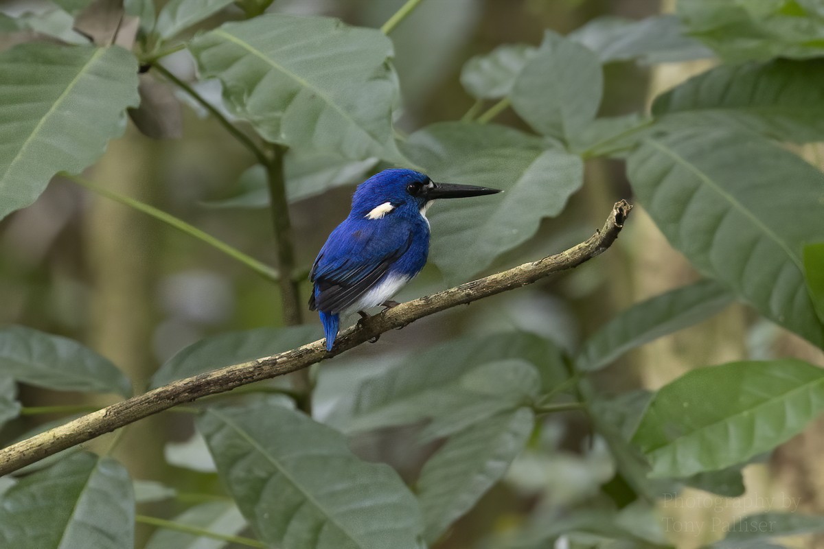 Little Kingfisher - ML640249790