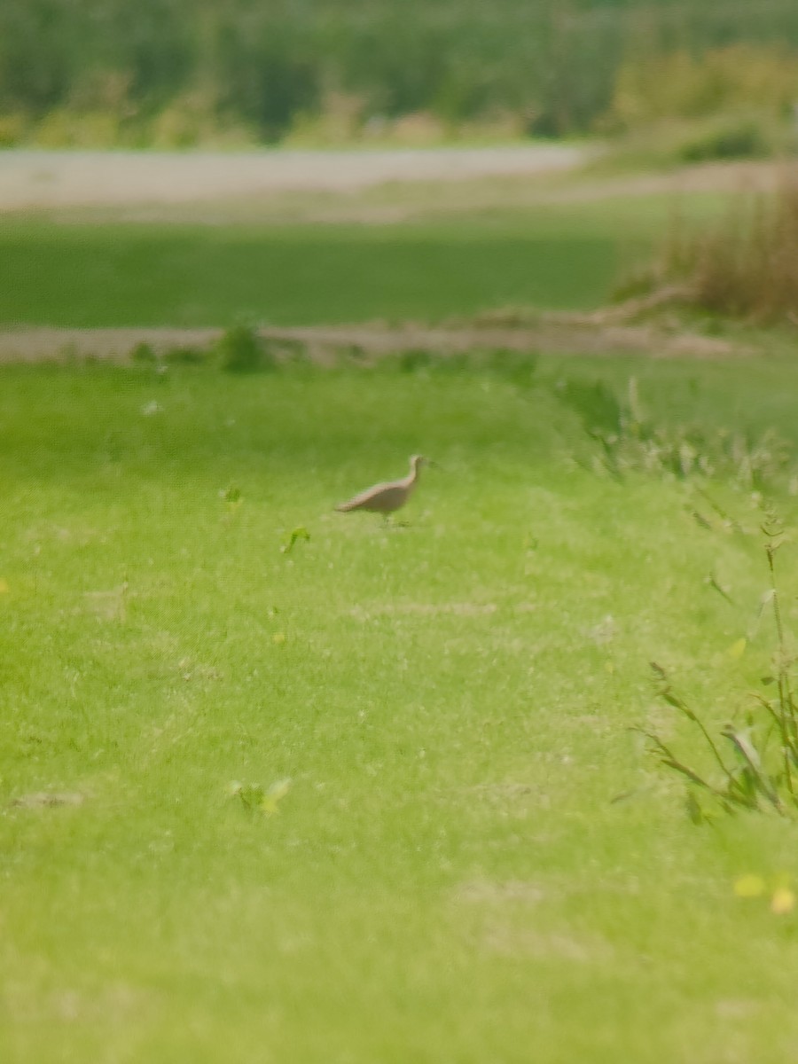 Long-billed Curlew - ML640249792