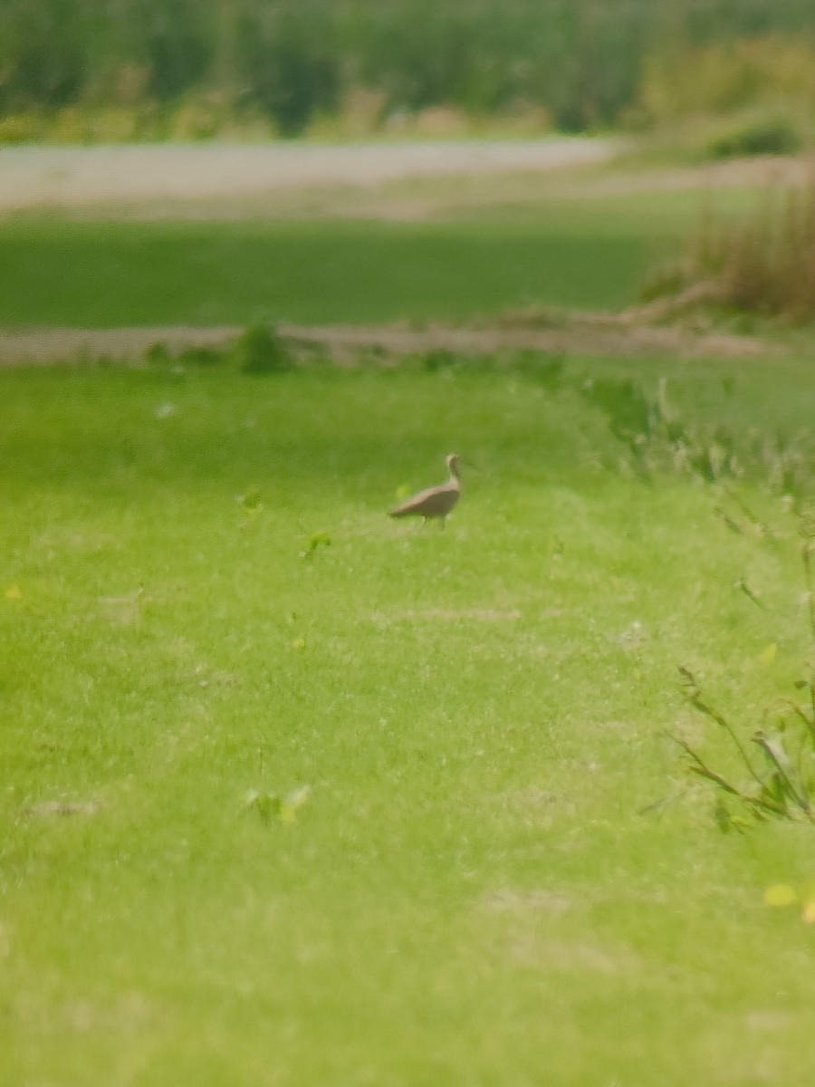Long-billed Curlew - ML640249794