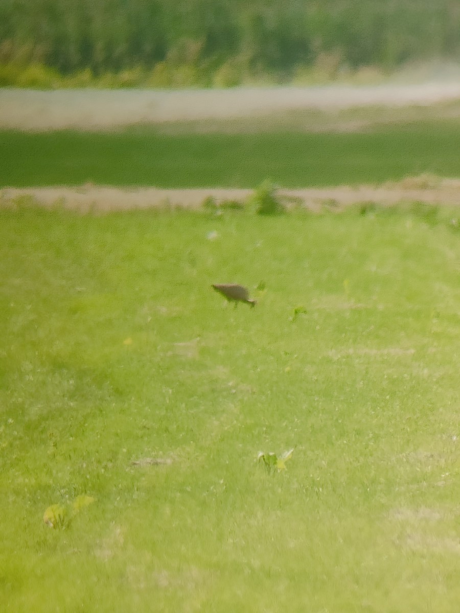 Long-billed Curlew - ML640249795