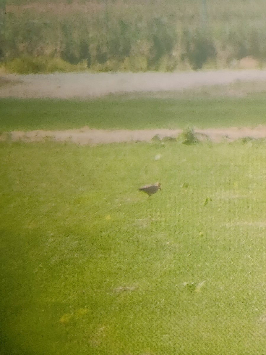 Long-billed Curlew - ML640249797