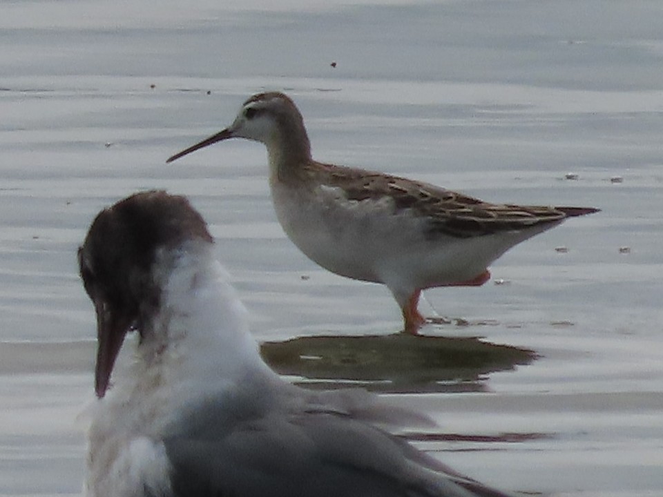 アメリカヒレアシシギ - ML640249801