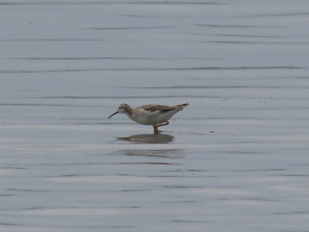 アメリカヒレアシシギ - ML640249802