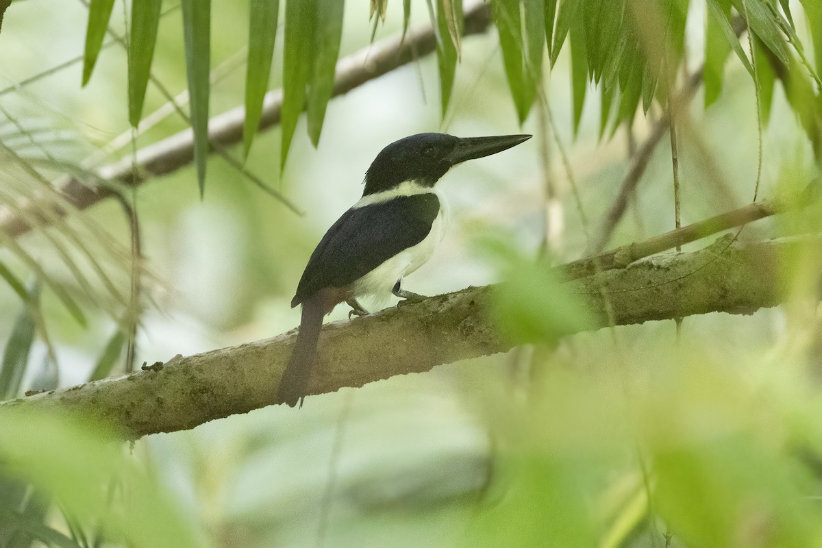 Ultramarine Kingfisher - ML640249815
