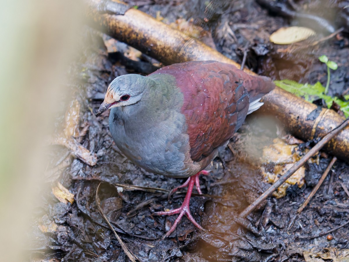Buff-fronted Quail-Dove - ML640249847