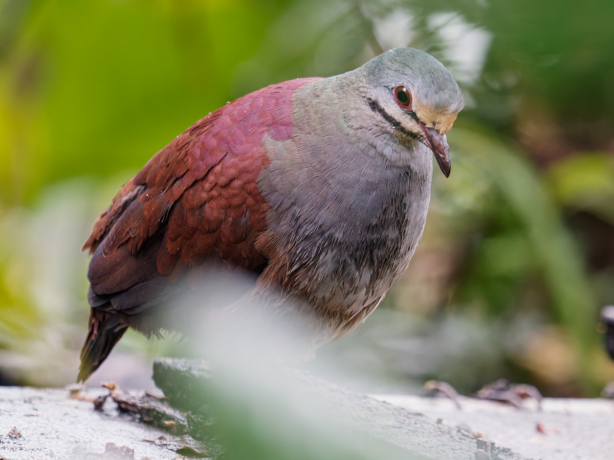 Buff-fronted Quail-Dove - ML640249864