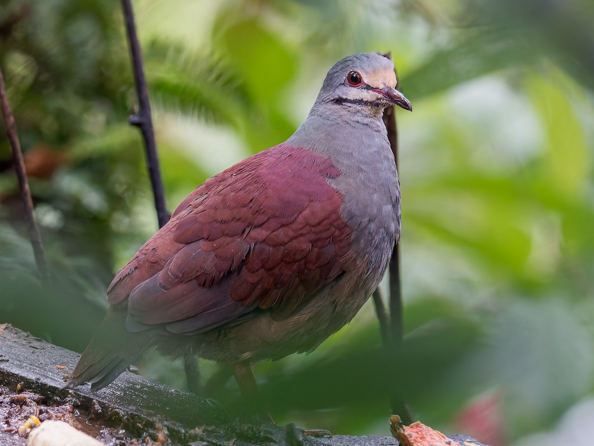 Buff-fronted Quail-Dove - ML640249870