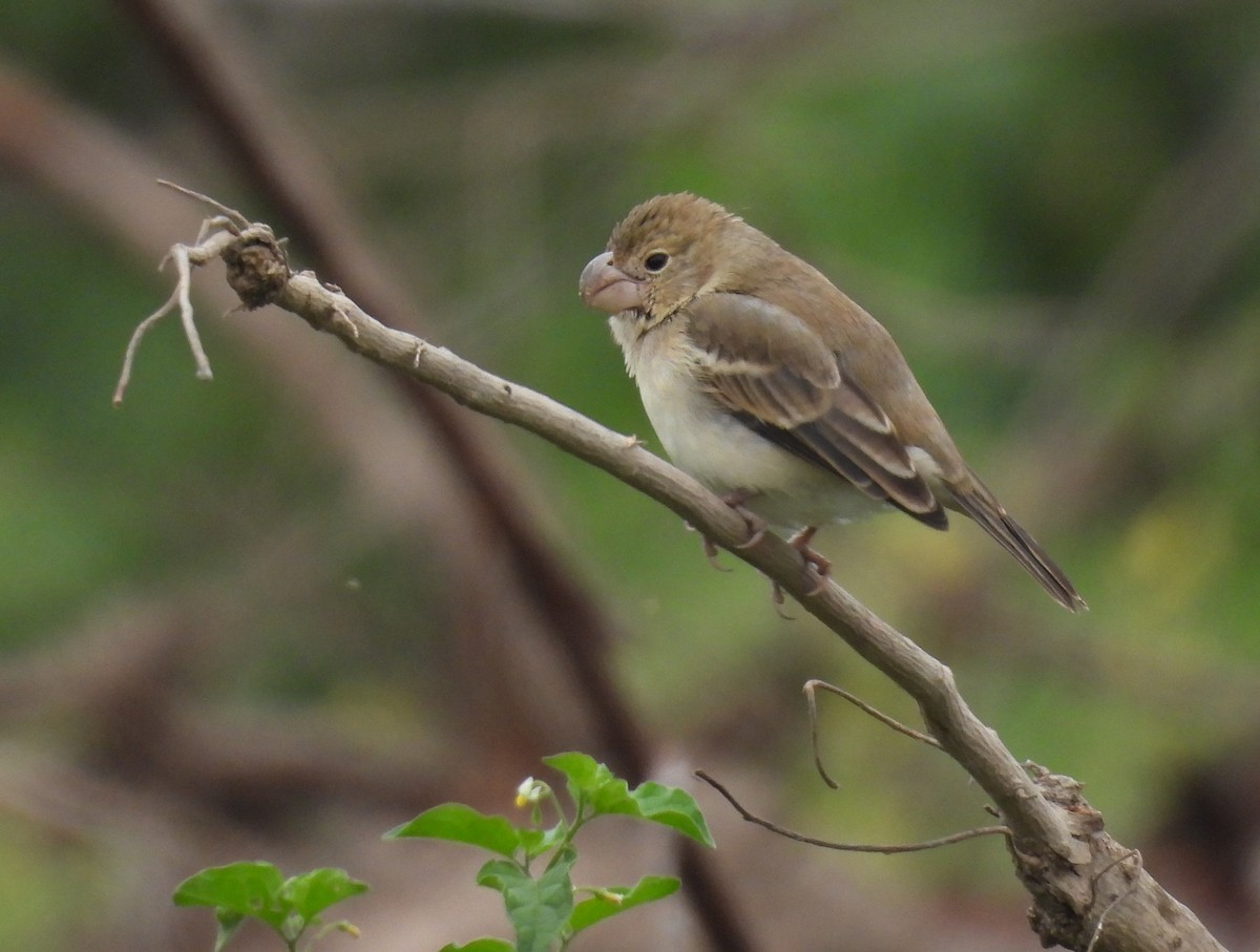 Parrot-billed Seedeater - ML640249889