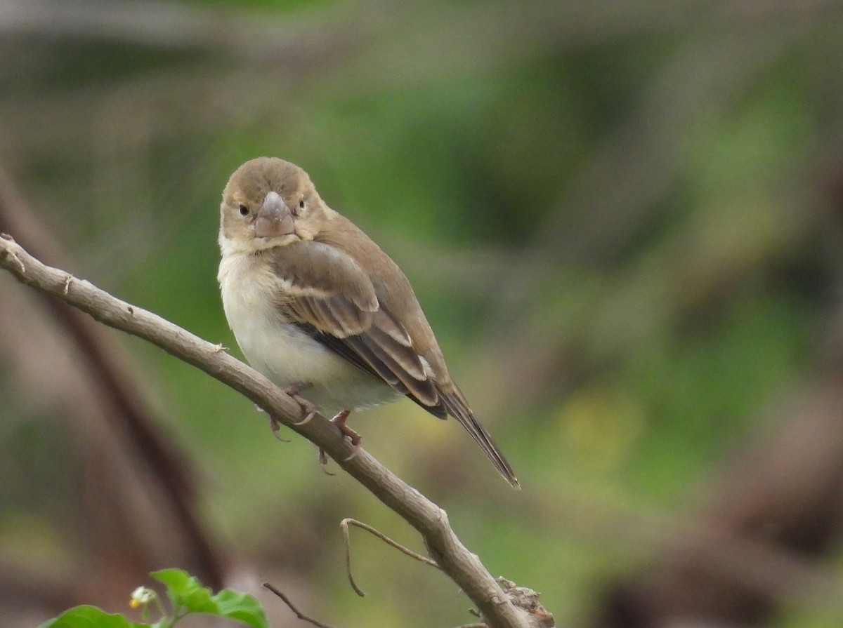 Parrot-billed Seedeater - ML640249890
