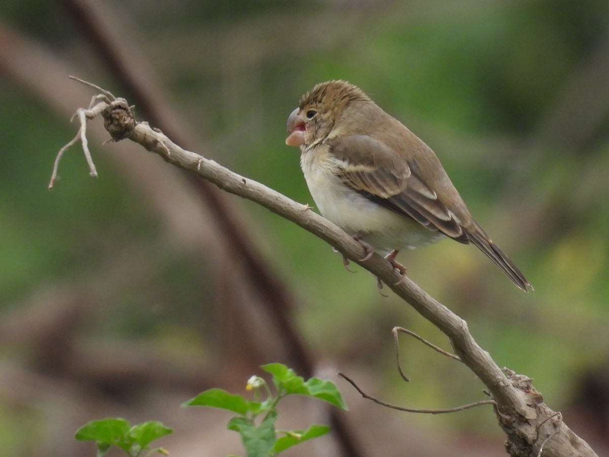 Parrot-billed Seedeater - ML640249891