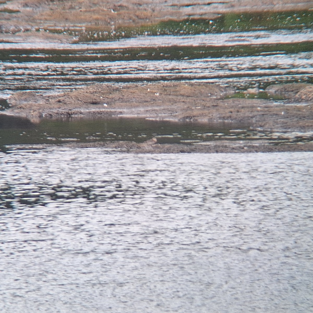 Baird's Sandpiper - ML640249893