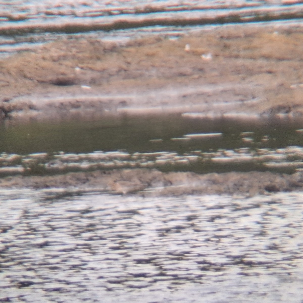 Baird's Sandpiper - ML640249909