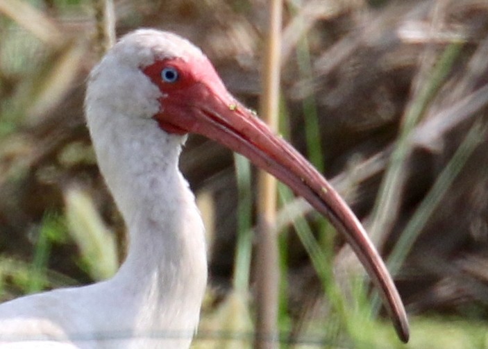 White Ibis - ML64024991