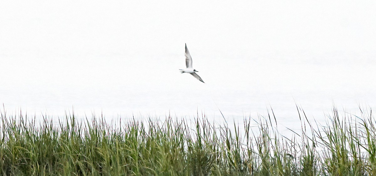White-winged Tern - ML640249955