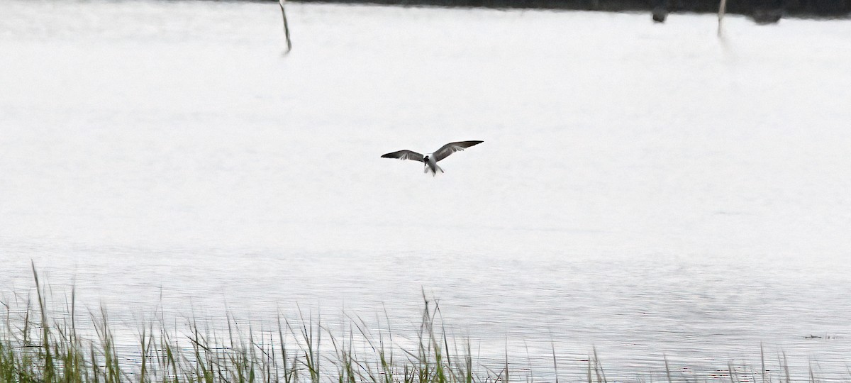 White-winged Tern - ML640249956