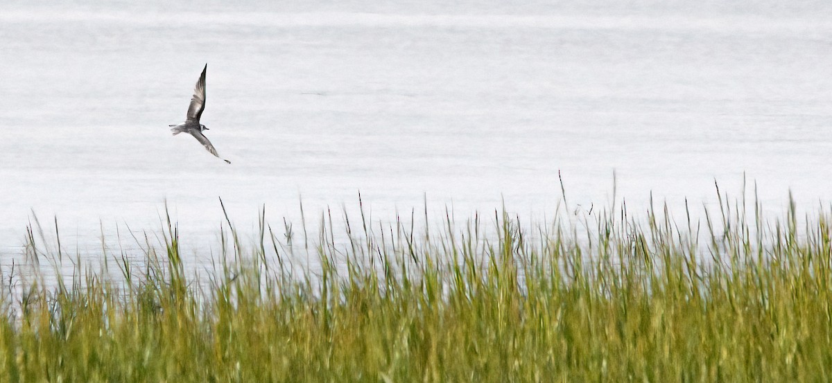 White-winged Tern - ML640249957