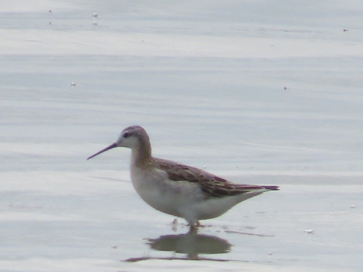 アメリカヒレアシシギ - ML640250022