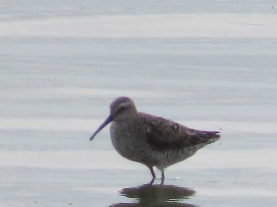 アシナガシギ - ML640250031