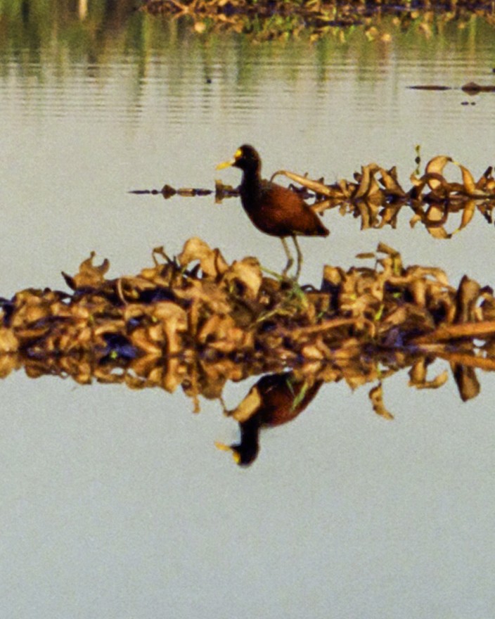 Northern Jacana - ML640250041