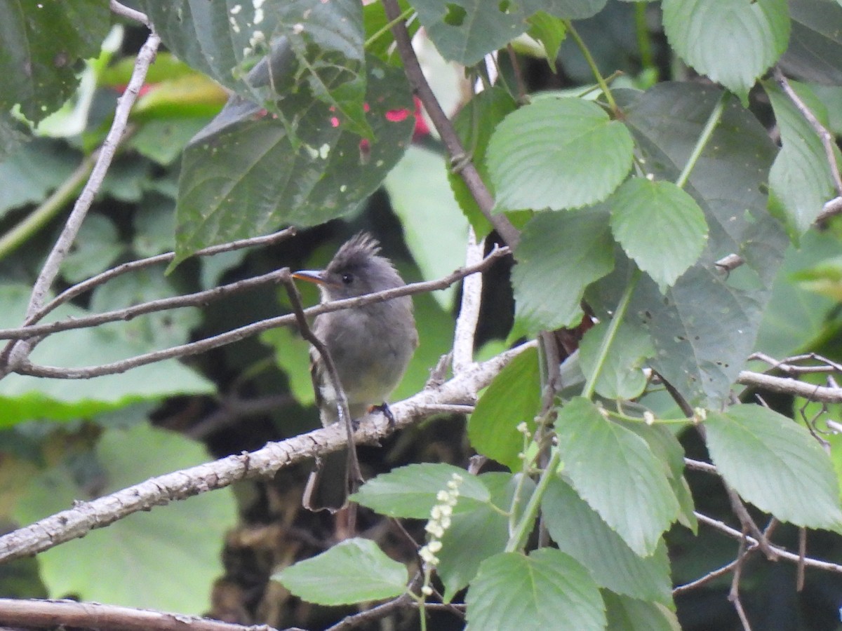 Greater Pewee - ML640250069