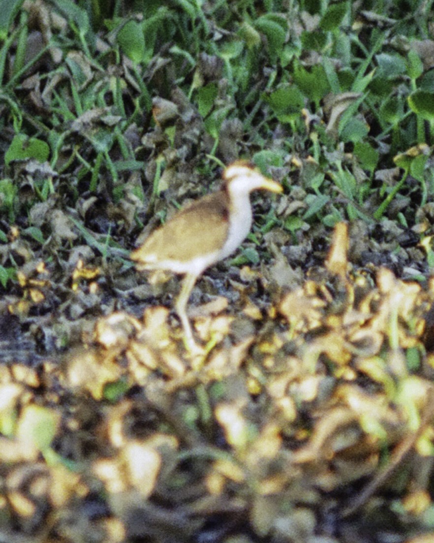 Northern Jacana - ML640250076