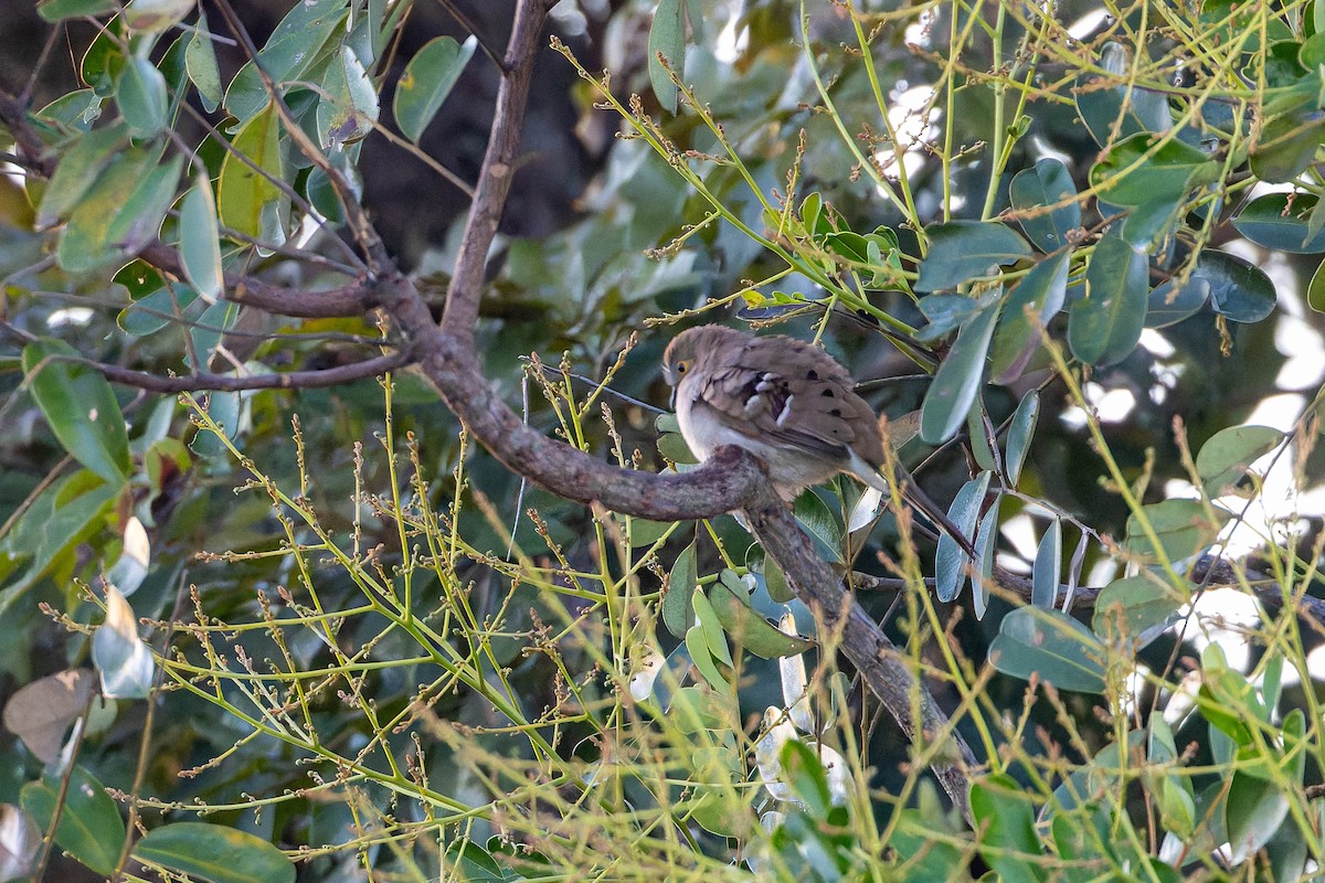 Long-tailed Ground Dove - ML640250100