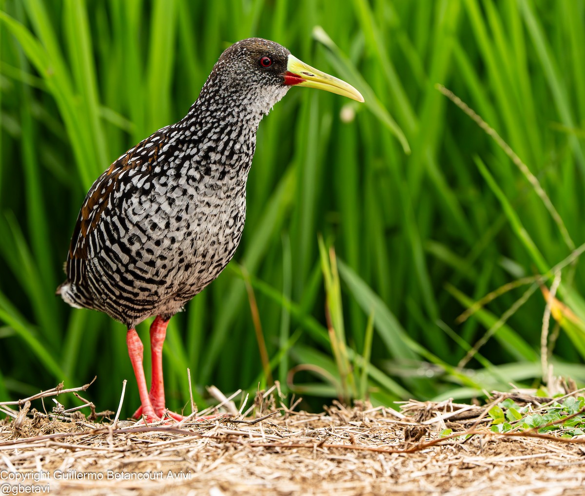 Spotted Rail - ML640250168