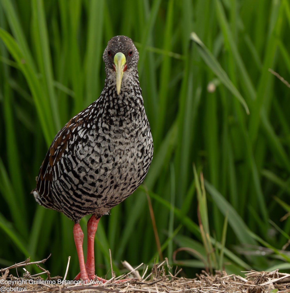 Spotted Rail - ML640250175